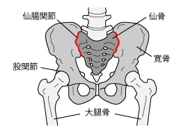 仙腸関節